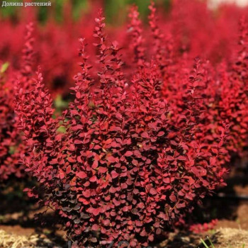 Барбарис Тунберга «Ред Рокет» (Berberis thunbergii 'Red Rocket')