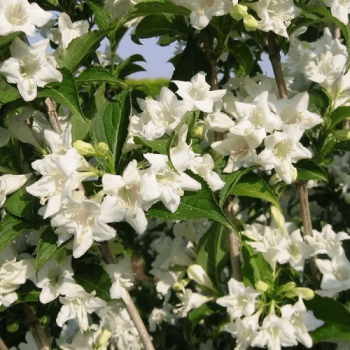 Вейгела «Кандида» (Weigela 'Candida')