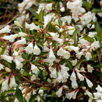 Вейгела цветущая «Блэк энд Уайт» (Weigela florida 'Black and White')