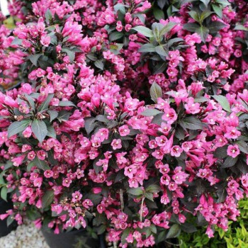 Вейгела цветущая «Майнор Блэк» (Weigela florida 'Minor Black')