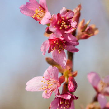 Вишня вырезанная «Пиан» (Prunus incisa 'Paean')