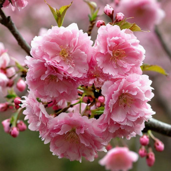 Вишня вырезанная «Ошидори» (Prunus incisa 'Oshidori')