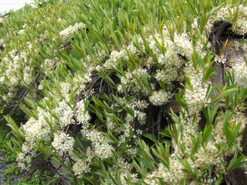 Вишня песчаная (Prunus pumila var. depressa)