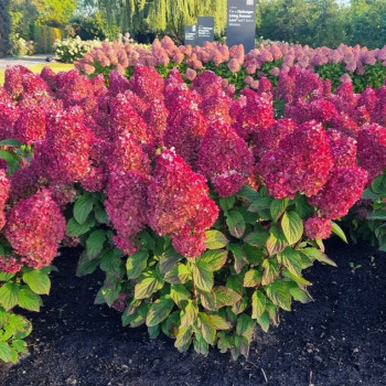 Гортензия метельчатая «Колорфул Коктейль» (Hydrangea paniculata Living Colourful Cocktail)