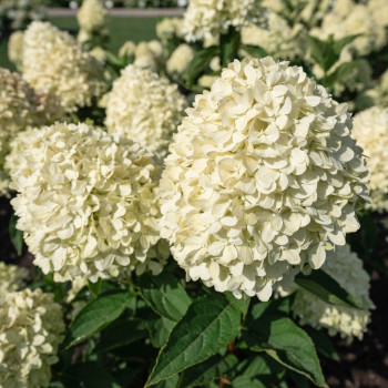 Гортензия метельчатая «Коттон Крим» (Hydrangea paniculata Living  'Cotton Cream')