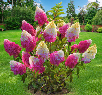 Гортензия метельчатая «Фрайз Мельба» (Hydrangea paniculata 'Fraise Melba')