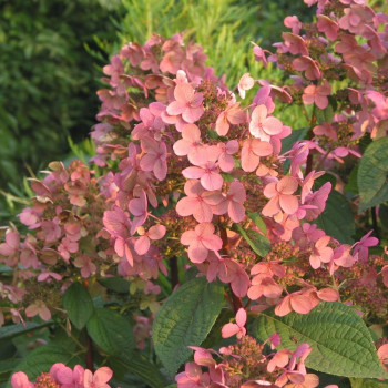 Гортензия метельчатая «Эрли Сенсейшн» (Hydrangea paniculata  'Early Sensation')