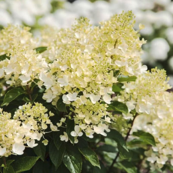 Гортензия метельчатая «Милк энд Хани» (Hydrangea paniculata 'Living Milk & Honey')