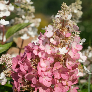 Гортензия метельчатая «Бэби Лейс» (Hydrangea paniculata 'Baby Lace')