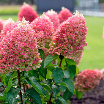 Гортензия метельчатая «Пинки Промис» (Hydrangea paniculata Living Pinky Promise )