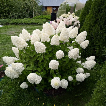 Гортензия метельчатая «Полар Бир» (Hydrangea paniculata 'Polar Bear')