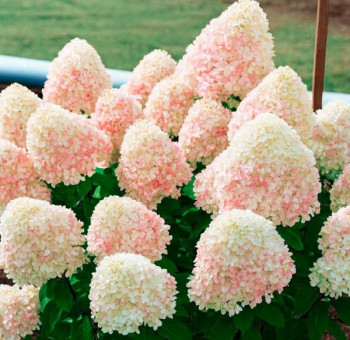 Гортензия метельчатая «Шугар Раш» (Hydrangea paniculata Living Sugar Rush)