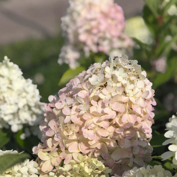 Гортензия метельчатая «Селекшн» (Hydrangea paniculata 'Selection')