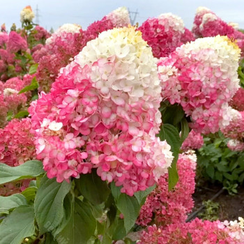 Гортензия метельчатая «Строберри Блоссом» (Hydrangea paniculata Living Strawberry Blossom)