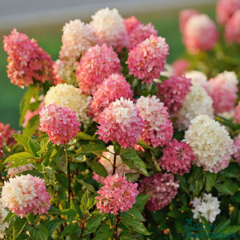 Гортензия метельчатая «Тач оф Пинк» (Hydrangea paniculata Living Touch of Pink)