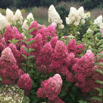 Гортензия метельчатая «Краса Лесково» (Hydrangea paniculata 'Krasa Leskovo')