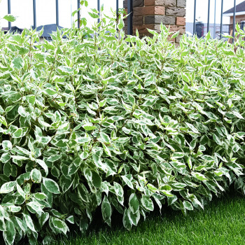 Дерен белый «Элегантиссима» (Cornus alba 'Elegantissima')