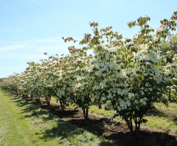Дерен коуза китайский (Cornus kousa chinensis)