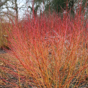 Дерен кроваво-красный «Мидвинтер Файер» (Cornus sanguinea 'Midwinter Fire')