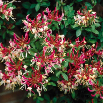 Жимолость "Серотина" (Lonicera per. Serotina)