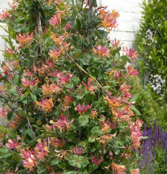 Жимолость Гекрота "Вариегата" (Lonicera heckrottii "Variegata")
