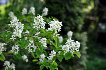 Ирга ольхолистная «Мартин» (Amelanchier alnifolia 'Martin')