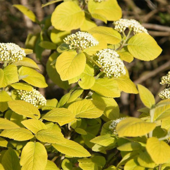 Калина гордовина «Ауреум» (Viburnum lantana 'Aureum')