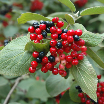 Калина гордовина «Вариегатум» (Viburnum lantana 'Variegatum')