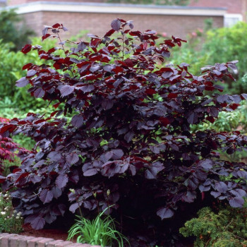 Лещина обыкновенная «Атропурпуреа» (Corylus avellana)