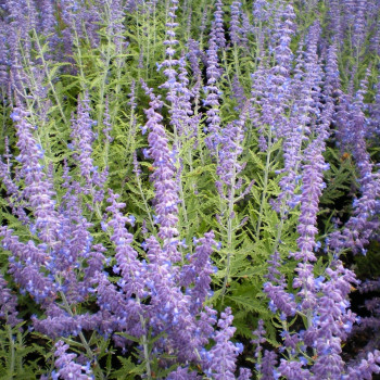 Перовския «Лейси Блю» (Perovskia atriplicifolia Lacey Blue)