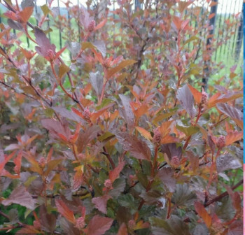 Пузыреплодник калинолистный «Ждеховице» (Physocarpus opulifolius 'Zdechovice')