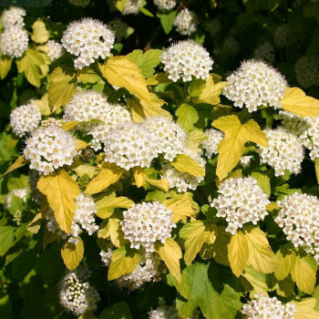Пузыреплодник калинолистный «Дартс Голд» (Physocarpus opulifolius 'Dart's Gold')