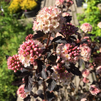 Пузыреплодник калинолистный «Тайни Вайн» (Physocarpus opulifolius Tiny Wine)