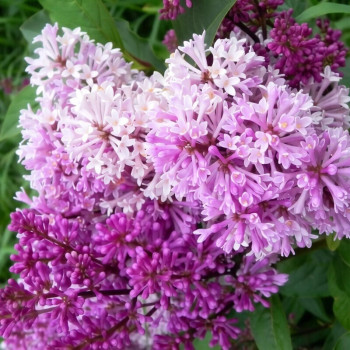 Сирень Престон «Минуэт» (Syringa × prestoniae 'Minuet')