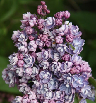 Сирень обыкновенная «Ами Шотт» (Syringa vulgaris 'Ami Schott')