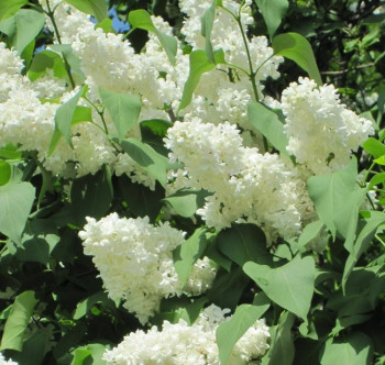 Сирень обыкновенная «Мадам Казимир Перье» (Syringa vulgaris 'Madame Casimir Périer')