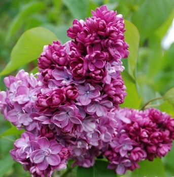 Сирень обыкновенная «Поль Арио» (Syringa vulgaris 'Paul Hariot')