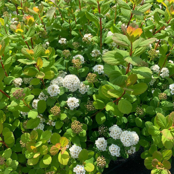 Спирея березолистная «Айленд» (Spiraea betulifolia 'Island')