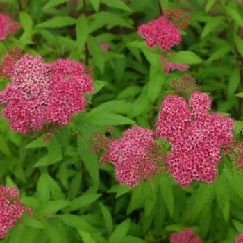 Спирея японская «Зигойнерблют» (Spiraea japonica 'Zigeunerblut')