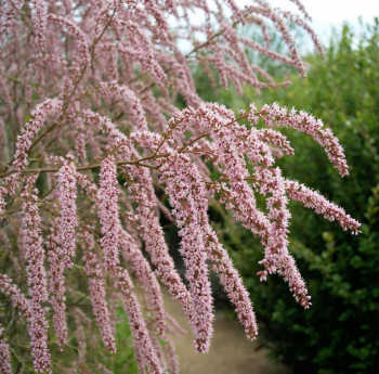 Тамарикс четырёхтычинковый (Tamarix tetrandra)