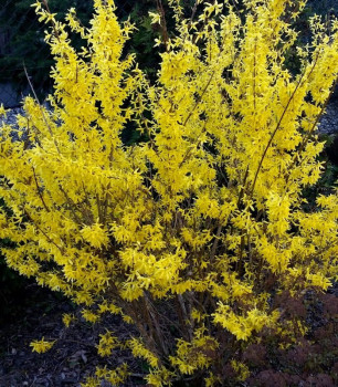 Форзиция «Малыш» (Forsythia 'Maluch')