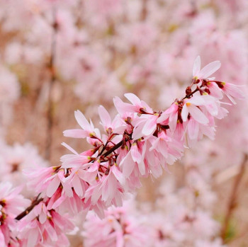 Абелиолистник двурядный Розеум (Abeliophyllum distichum Roseum)