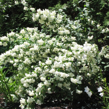 Чубушник «Миннесота Сноуфлейк» (Philadelphus 'Minnesota Snowflake')