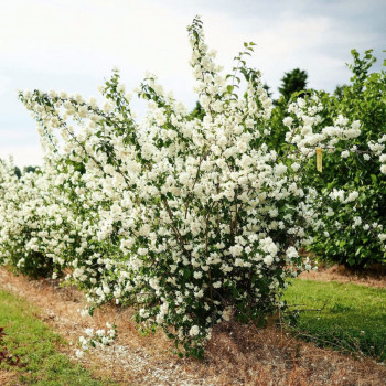 Чубушник «Шнеештурм» (Philadelphus 'Schneesturm')