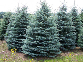 Ель голубая колючая (Picea pungens)