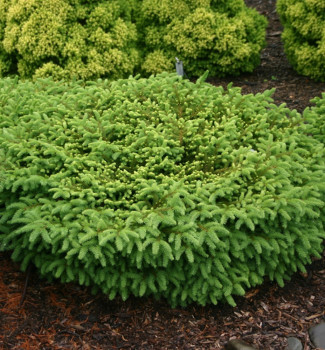 Ель обыкновенная «Нидиформис» (Picea abies 'Nidiformis')