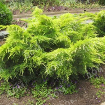 Можжевельник средний «Голд Кост» (Juniperus × pfitzeriana 'Gold Coast')