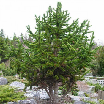 Сосна остистая (Pinus aristata)