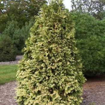 Туя западная «Вареана Лютесценс» (Thuja occidentalis 'Wareana Lutescens')