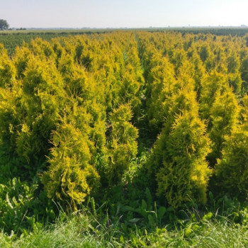 Туя западная «Европа Голд» (Thuja occidentalis 'Europe Gold')